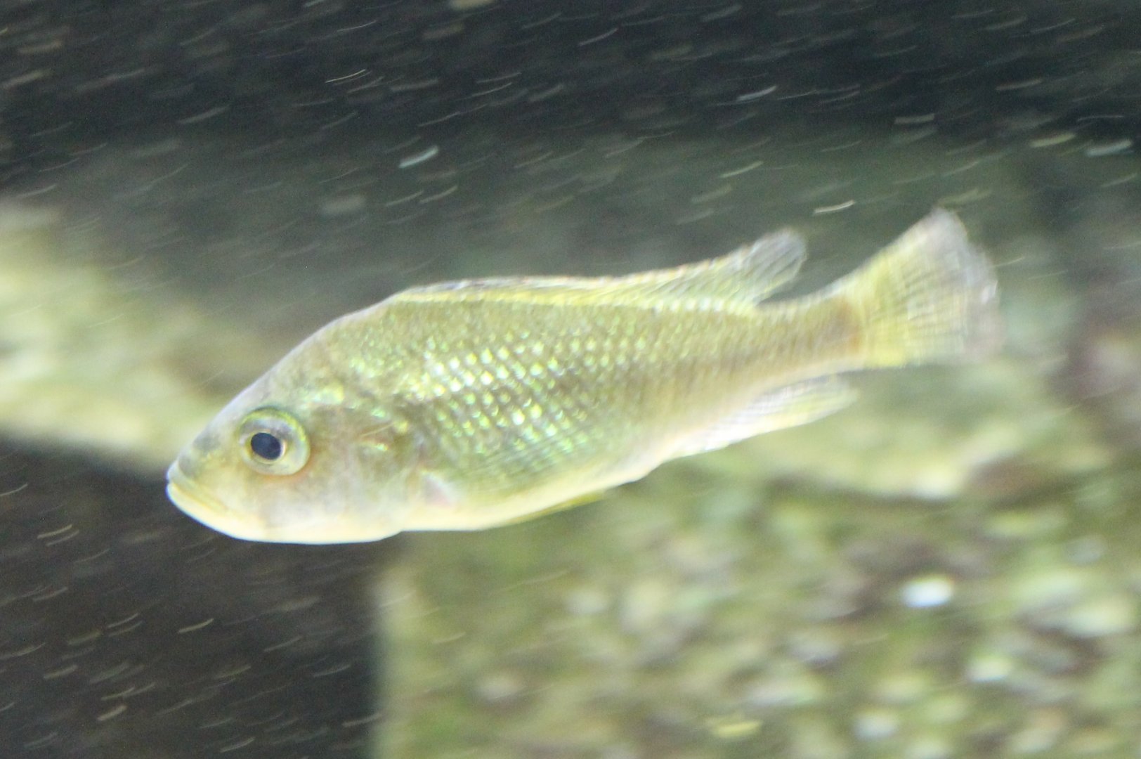 Cichlid ID