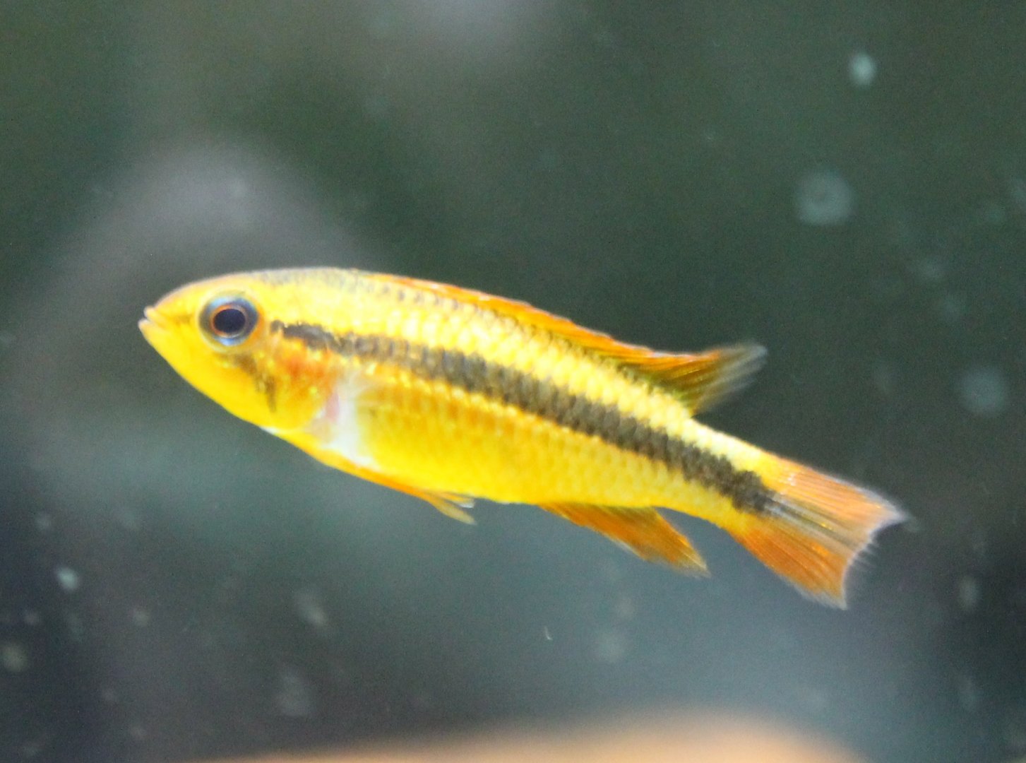 Cichlid ID
