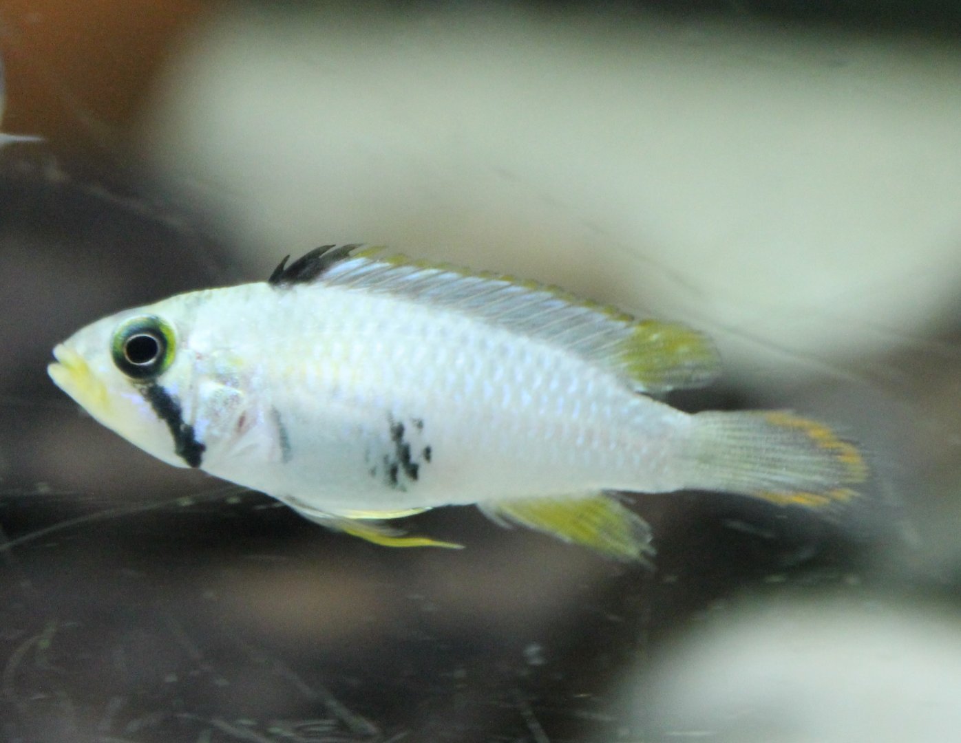 Cichlid ID