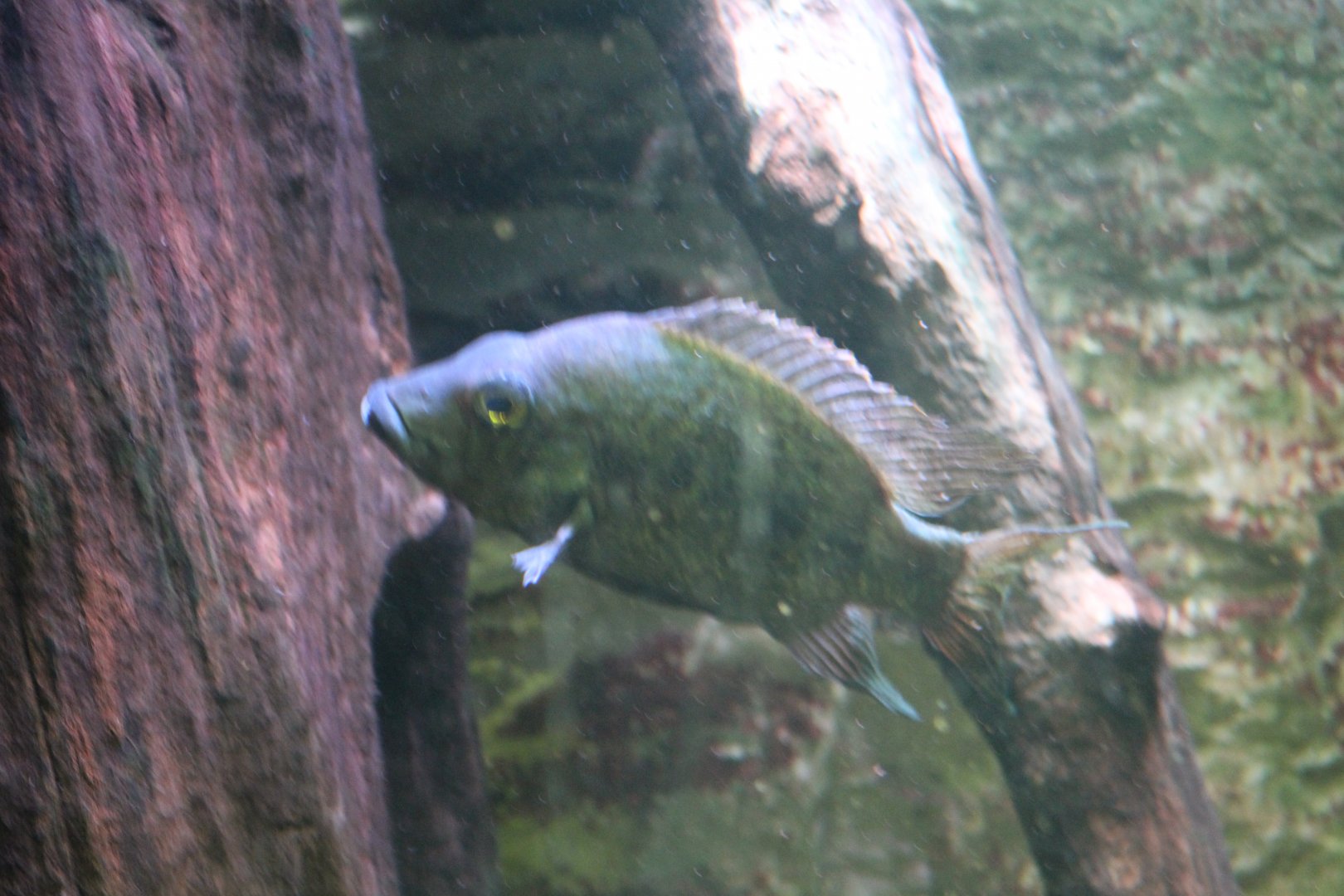 Cichlid ID?