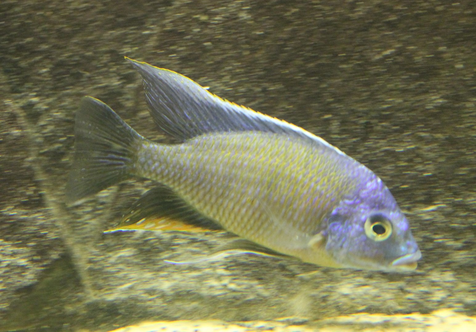 Cichlid ID
