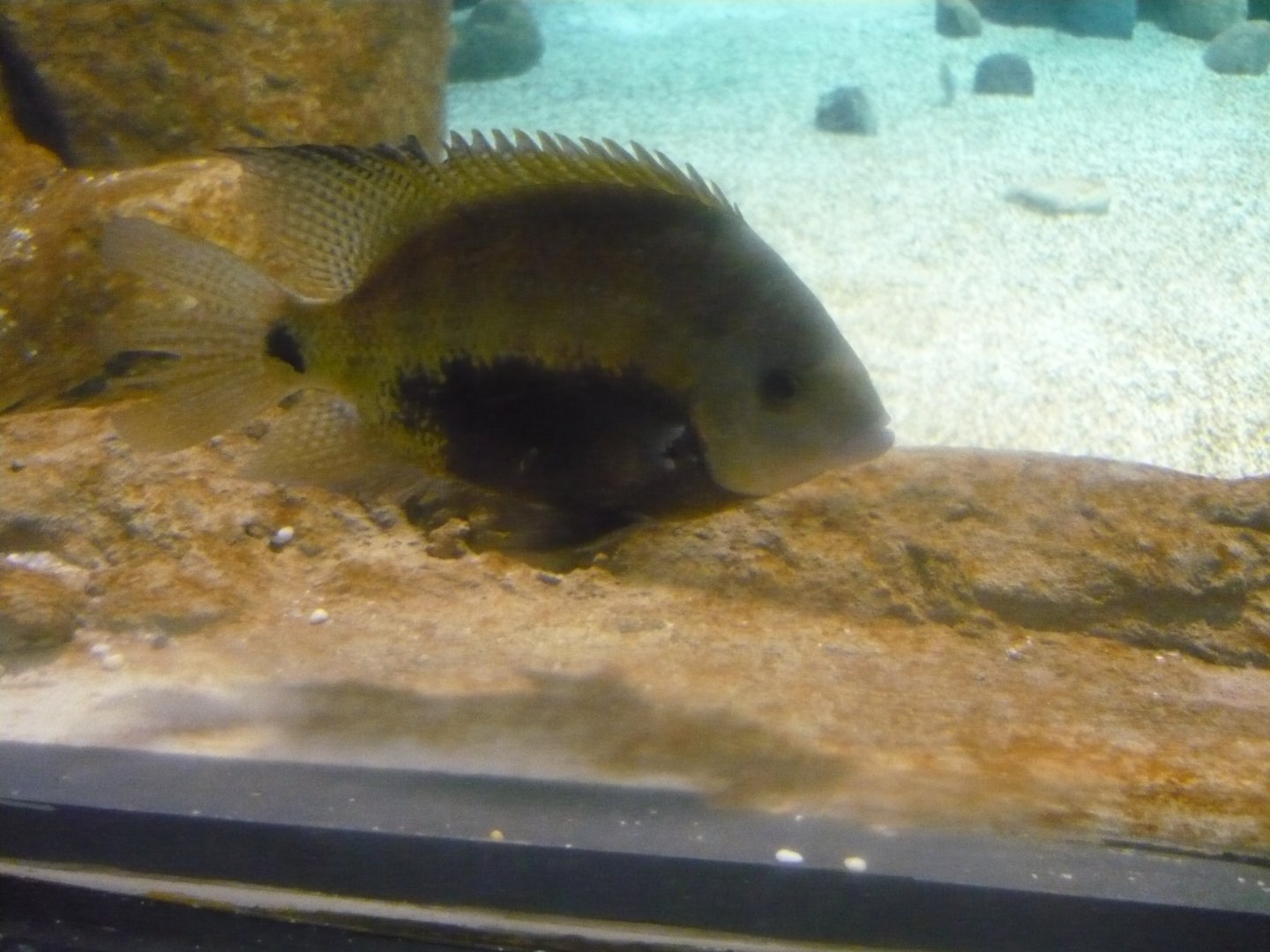 Cichlid ID
