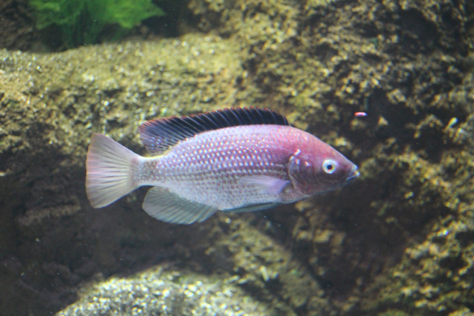 Cichlid ID?