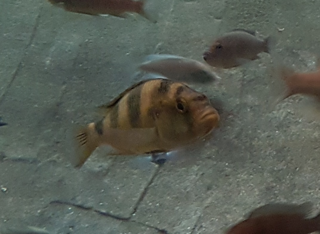 Cichlid ID