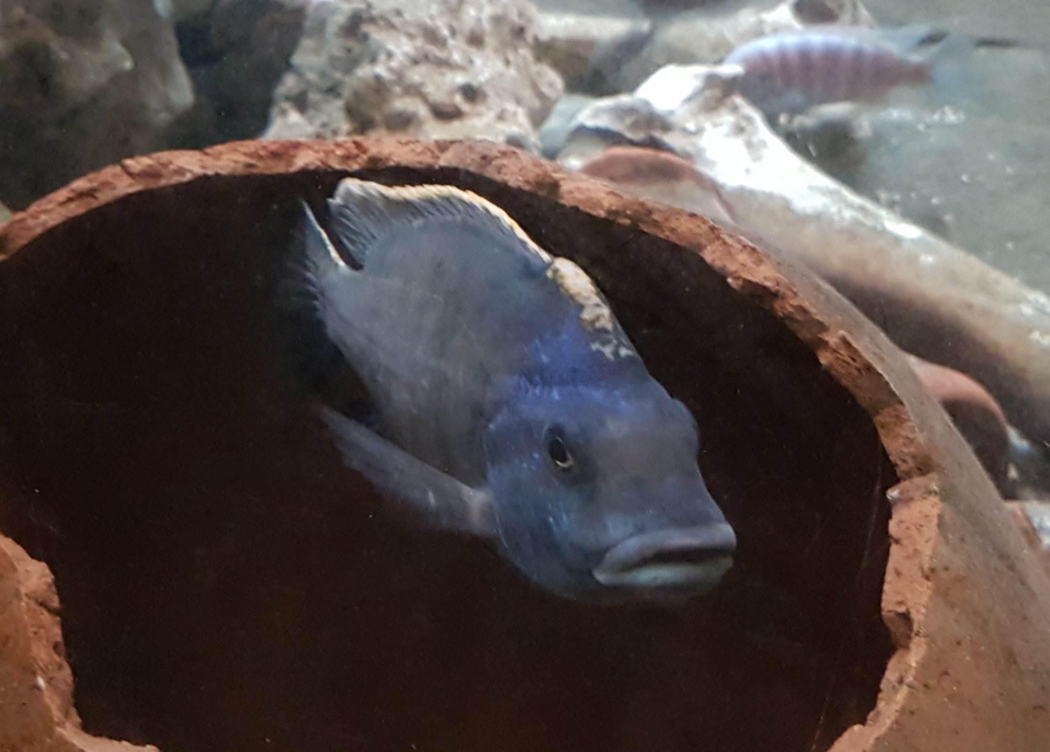 Cichlid ID