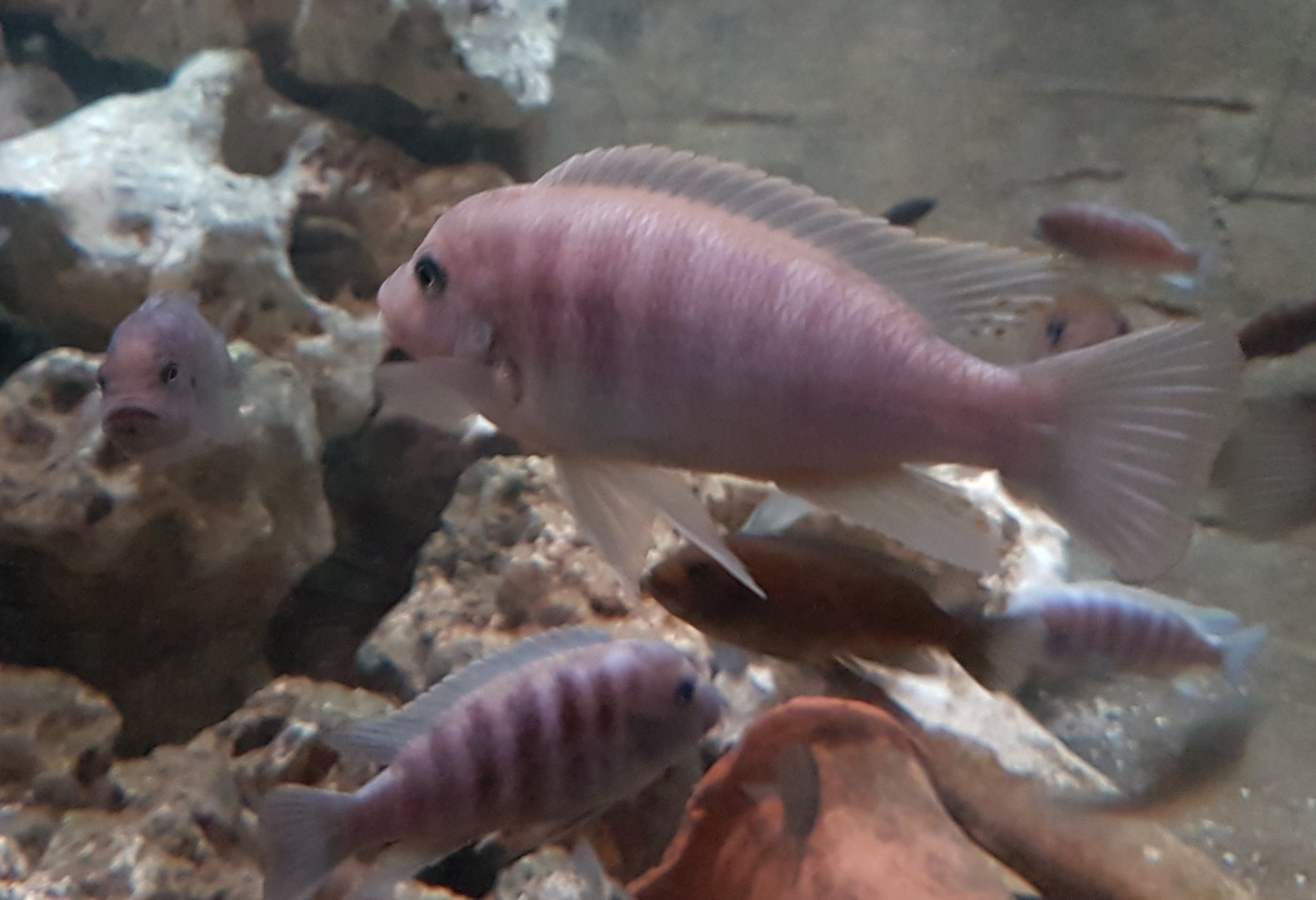 Cichlid ID