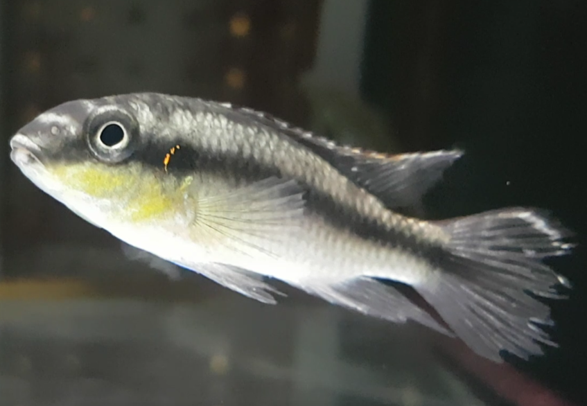 Cichlid ID