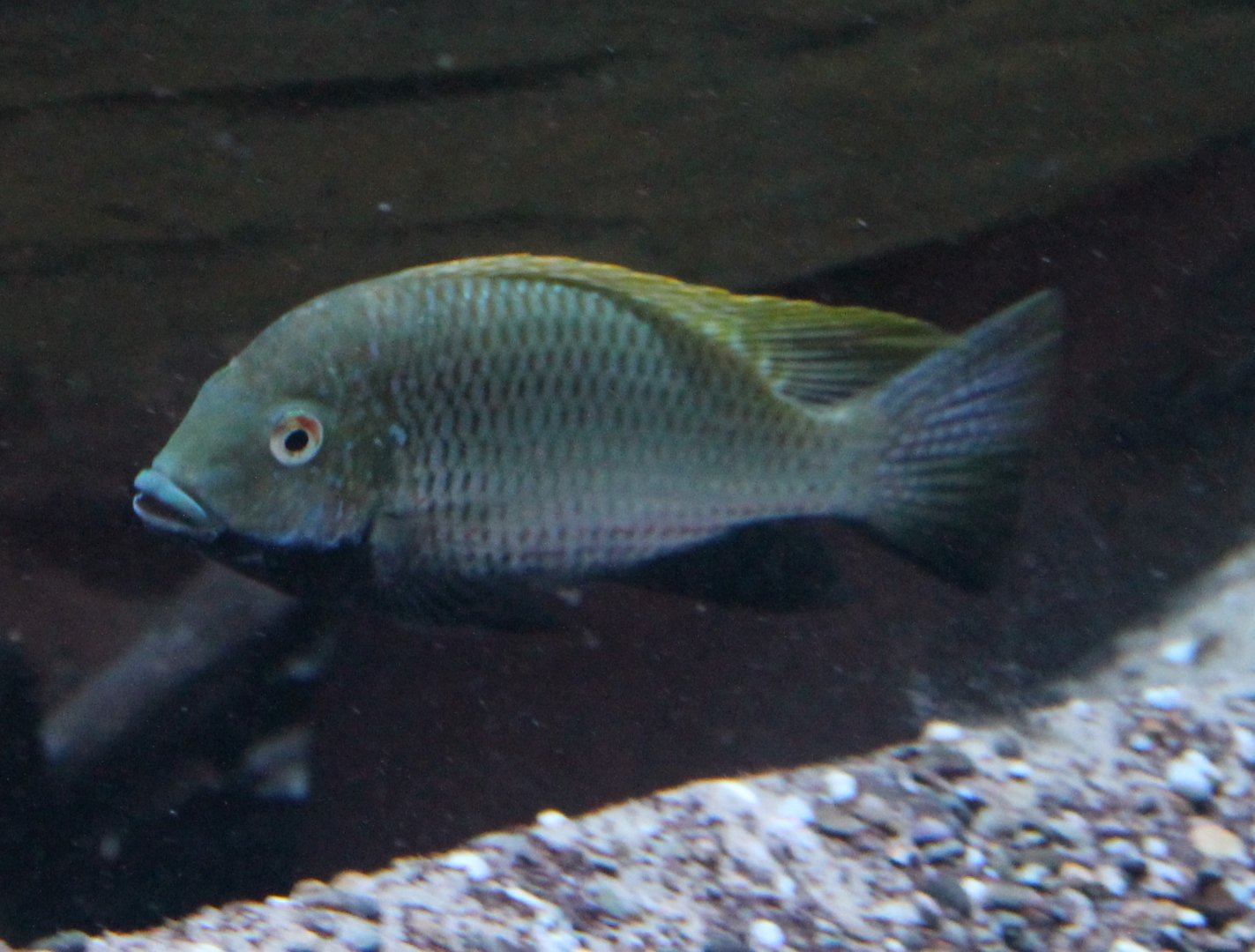 Cichlid ID