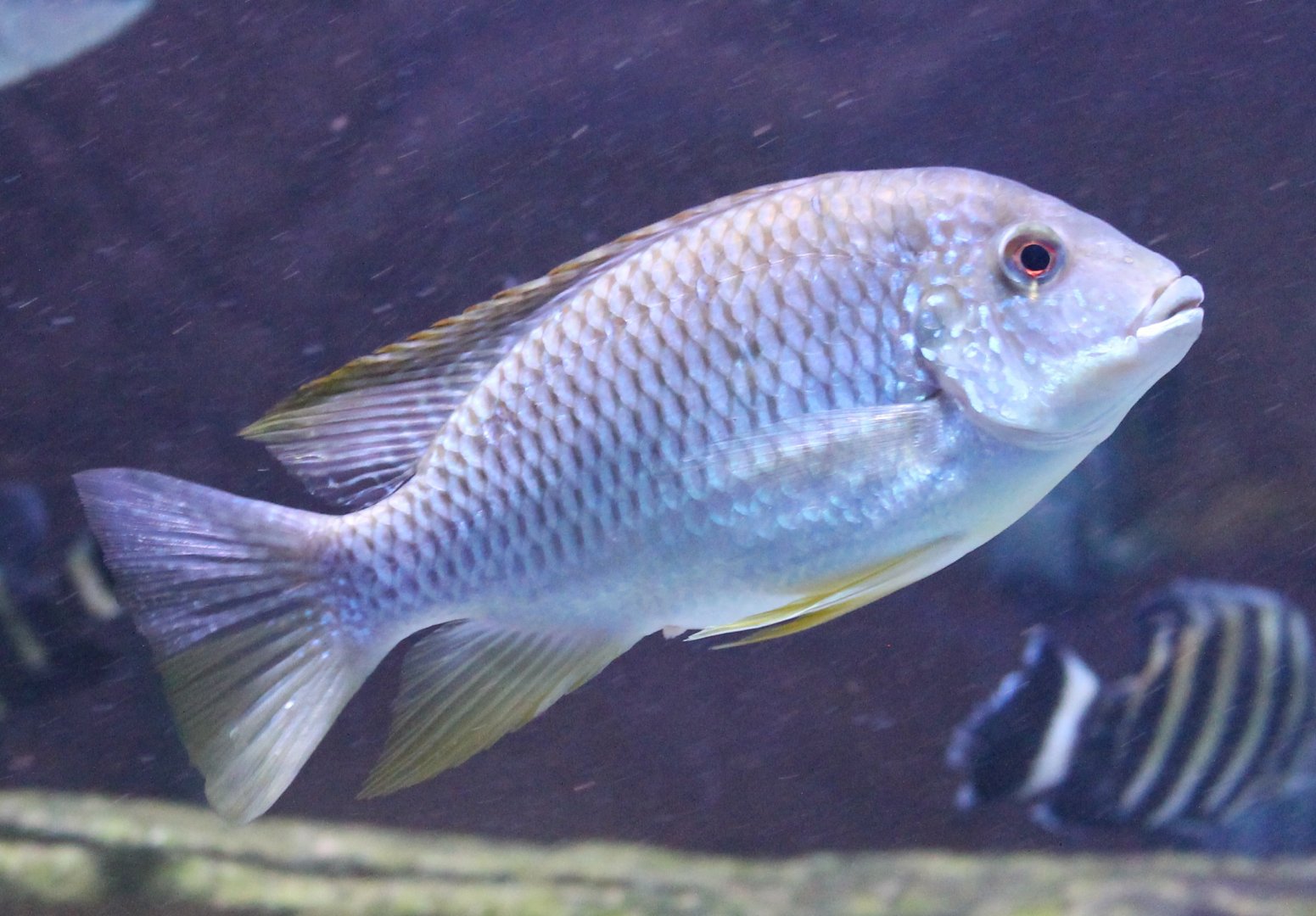 Cichlid ID