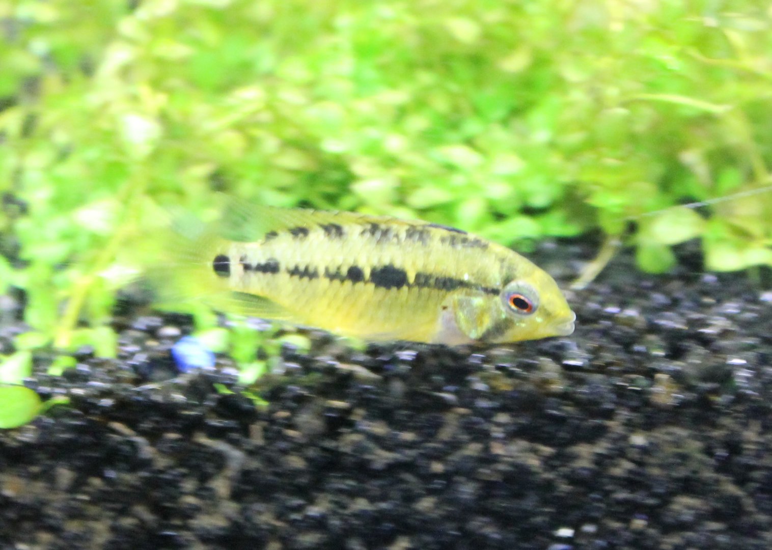 Cichlid ID