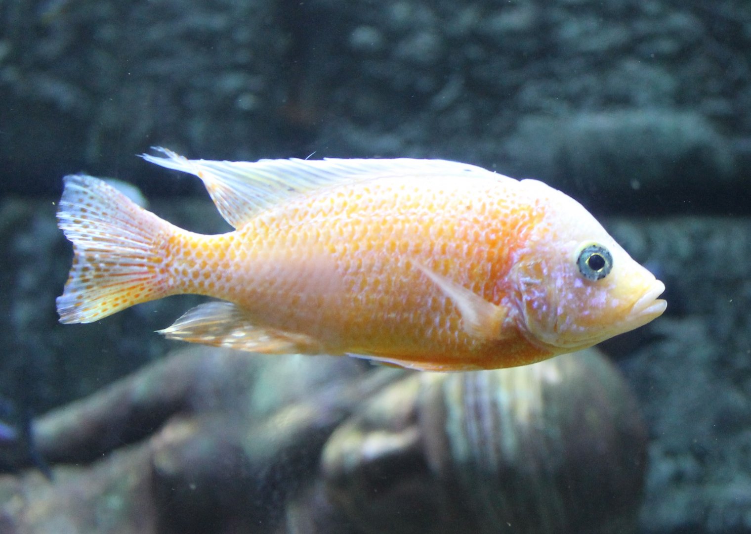 Cichlid ID