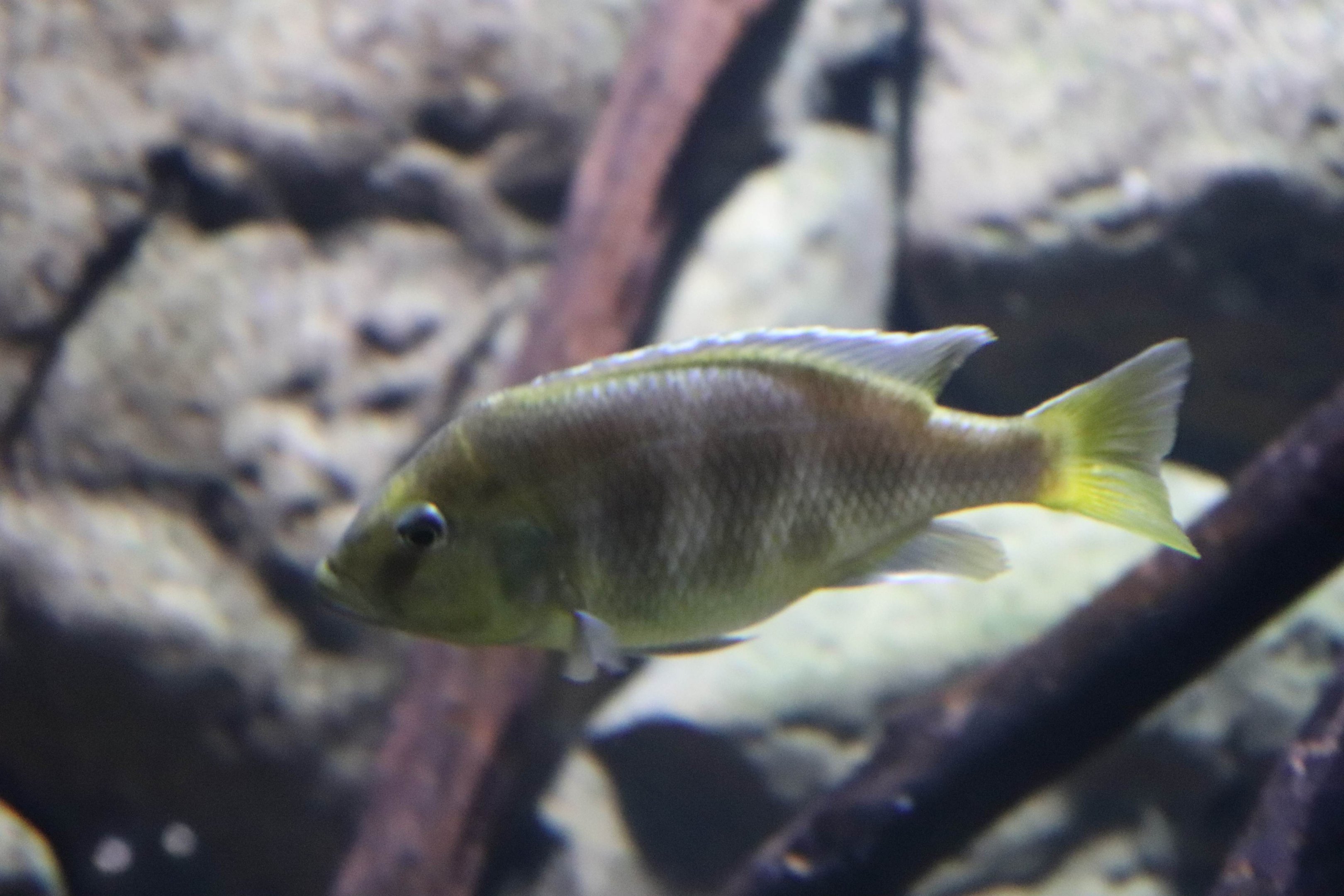 Cichlid ID?