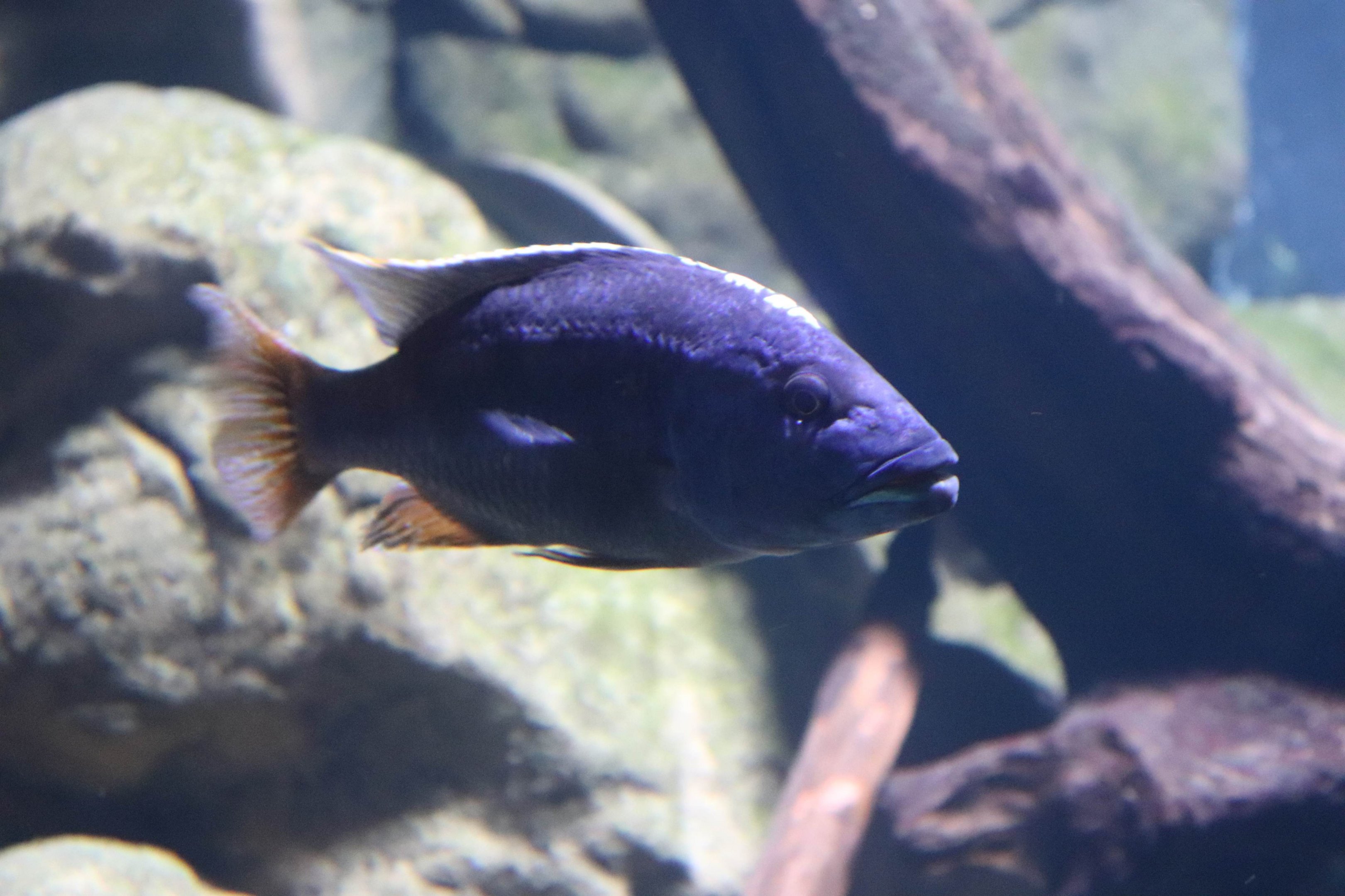 Cichlid ID?