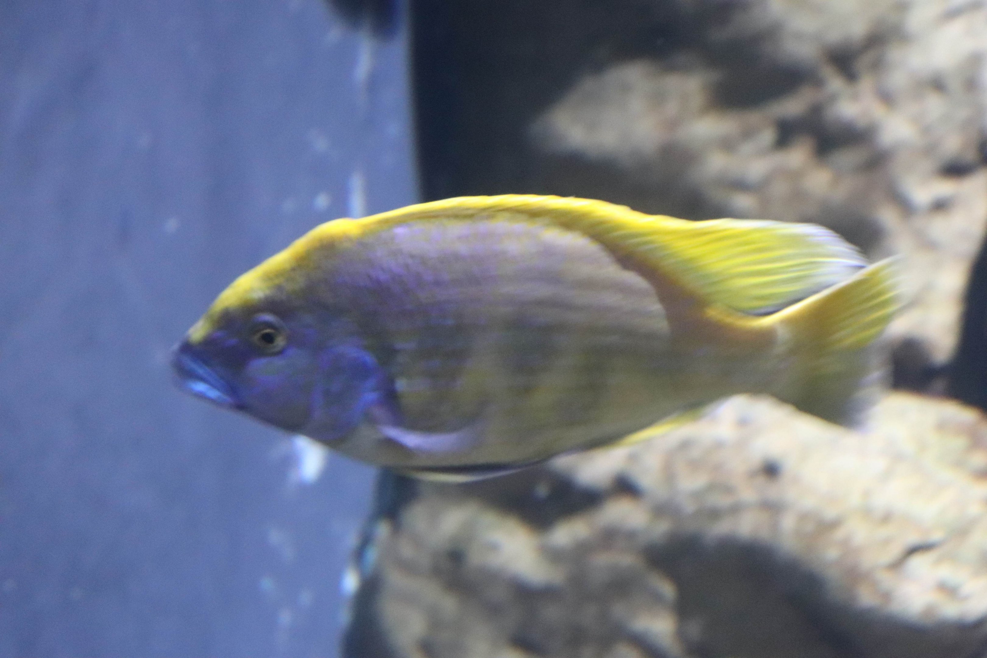Cichlid ID?