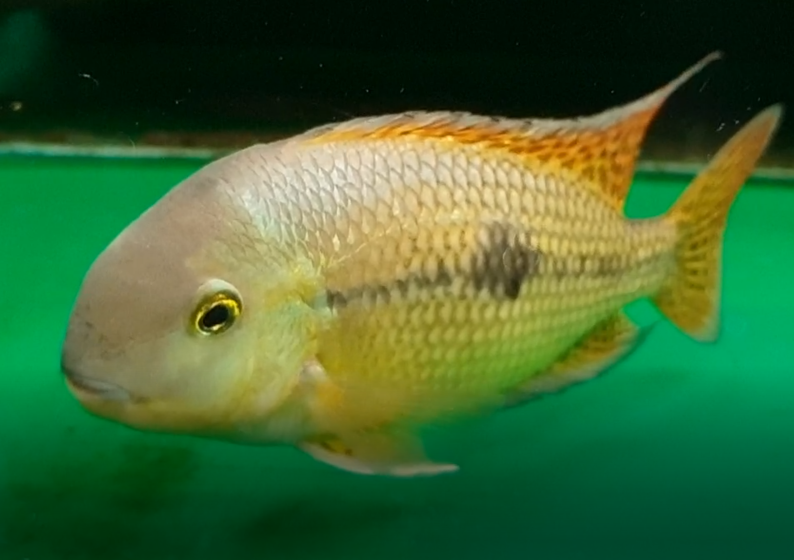 Cichlid ID