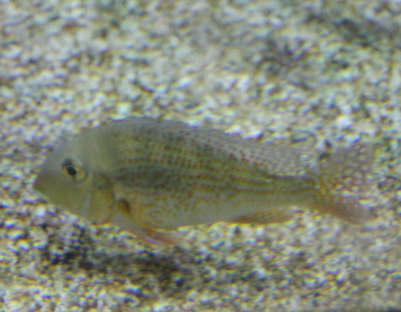Cichlid ID