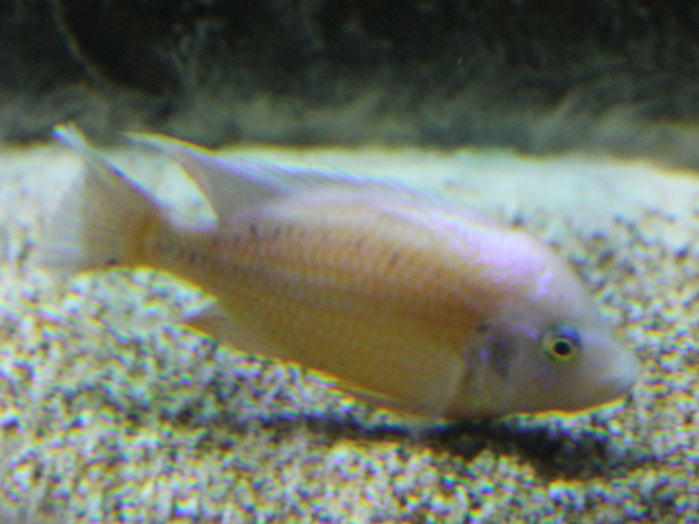 Cichlid ID
