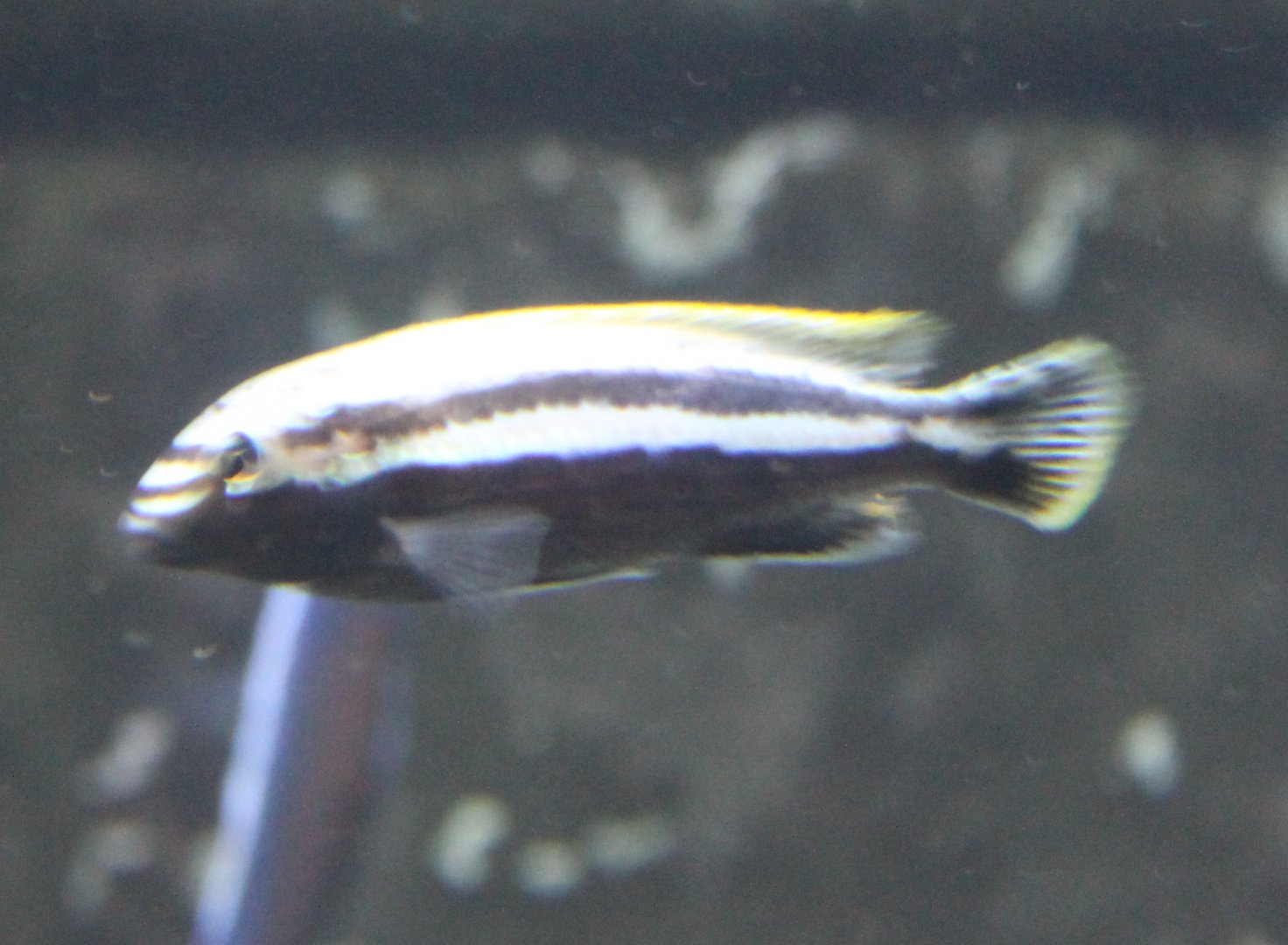Cichlid ID