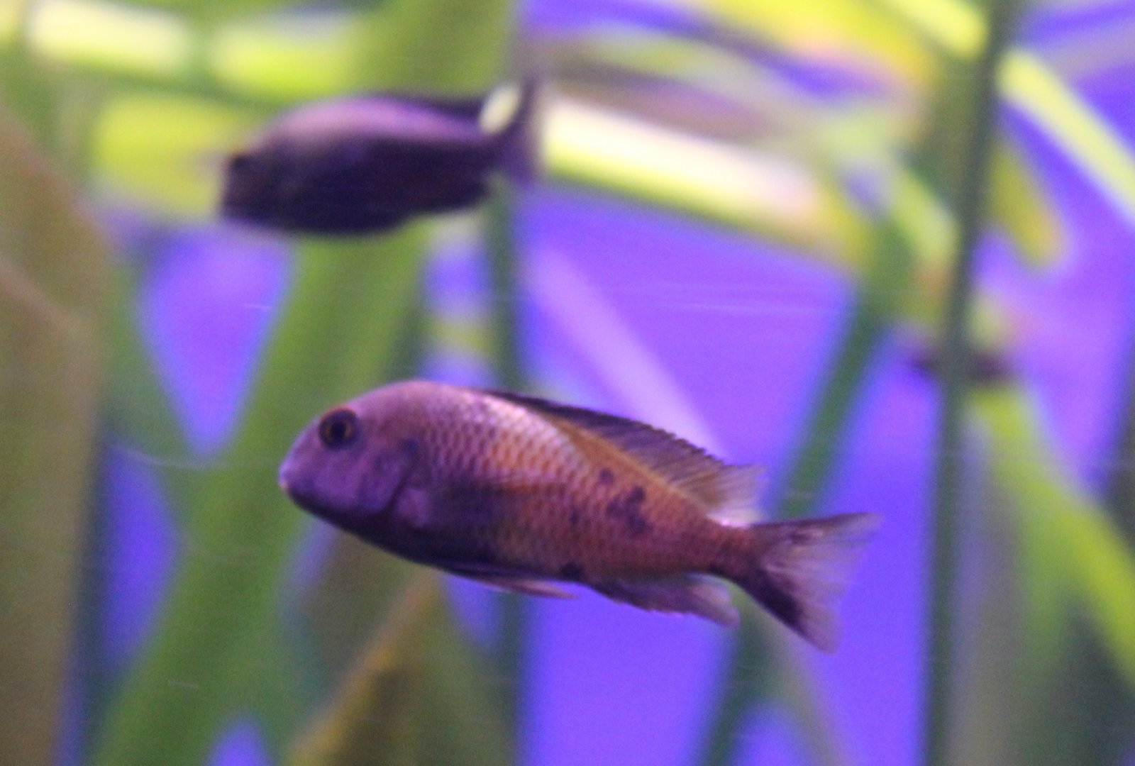Cichlid ID