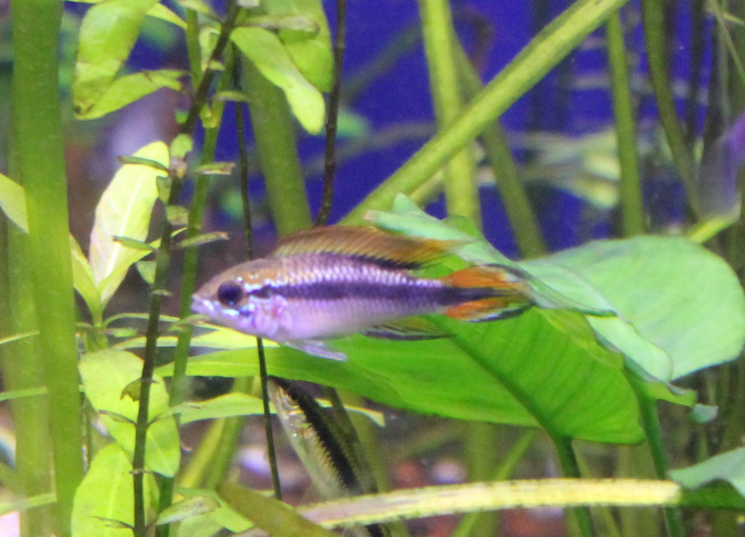 Cichlid ID