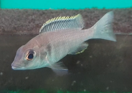 Cichlid ID