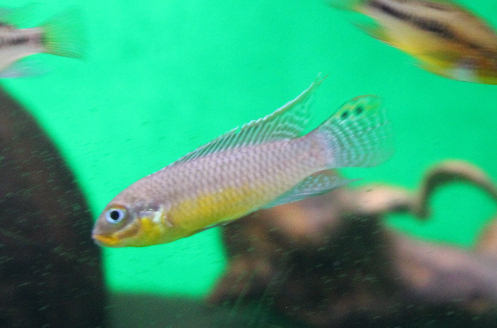 Cichlid ID