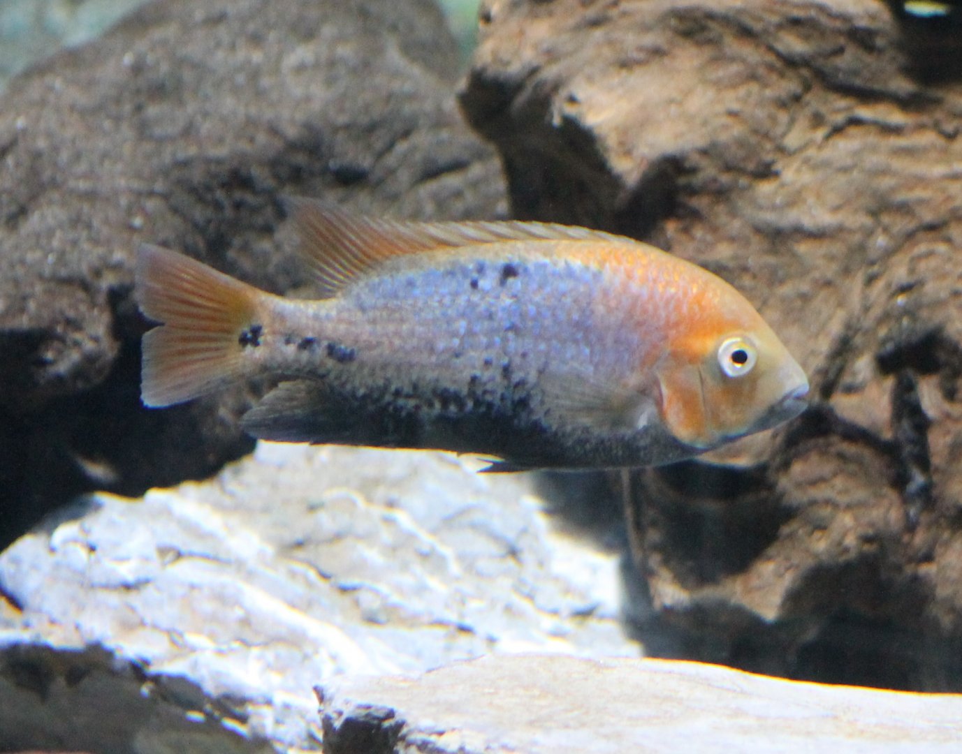 Cichlid ID