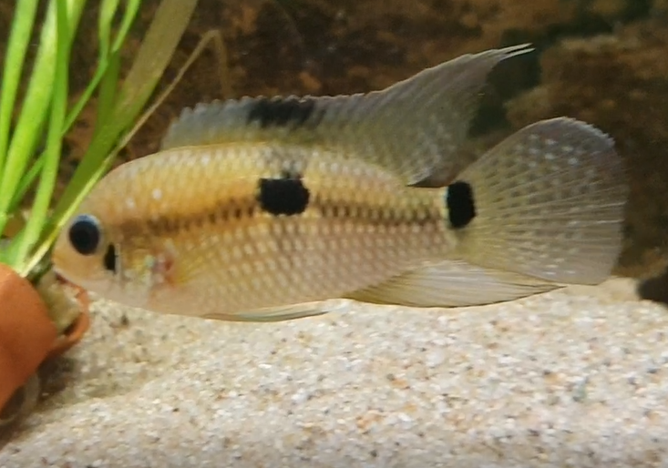 Cichlid ID