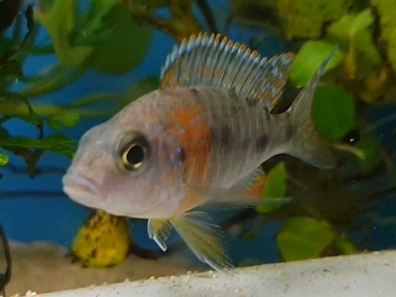 Cichlid ID