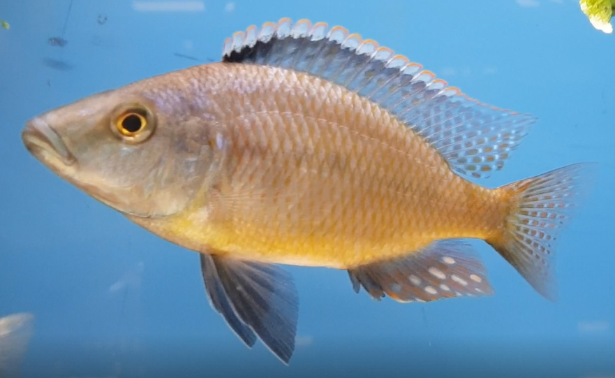 Cichlid ID