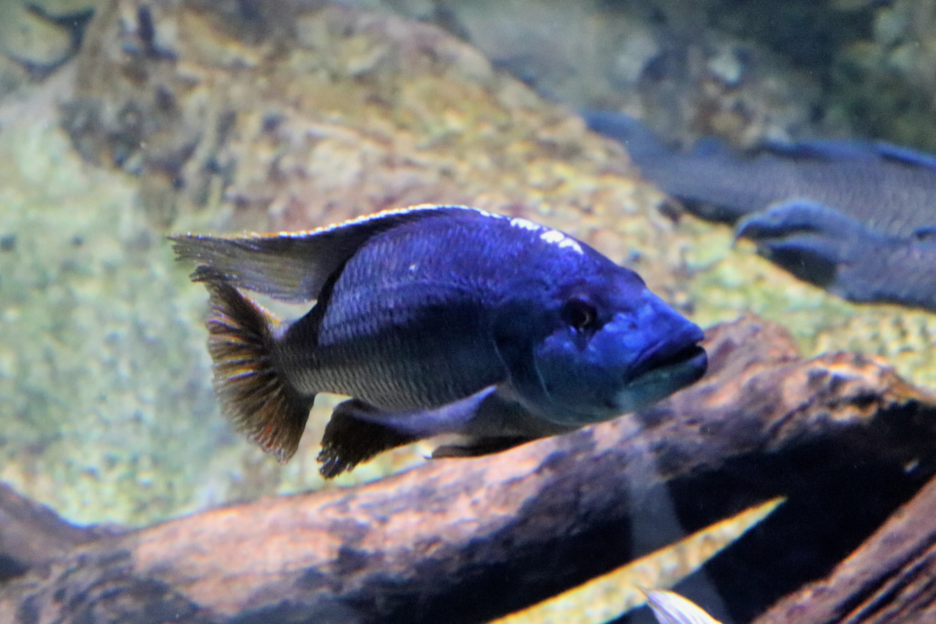 Cichlid ID?