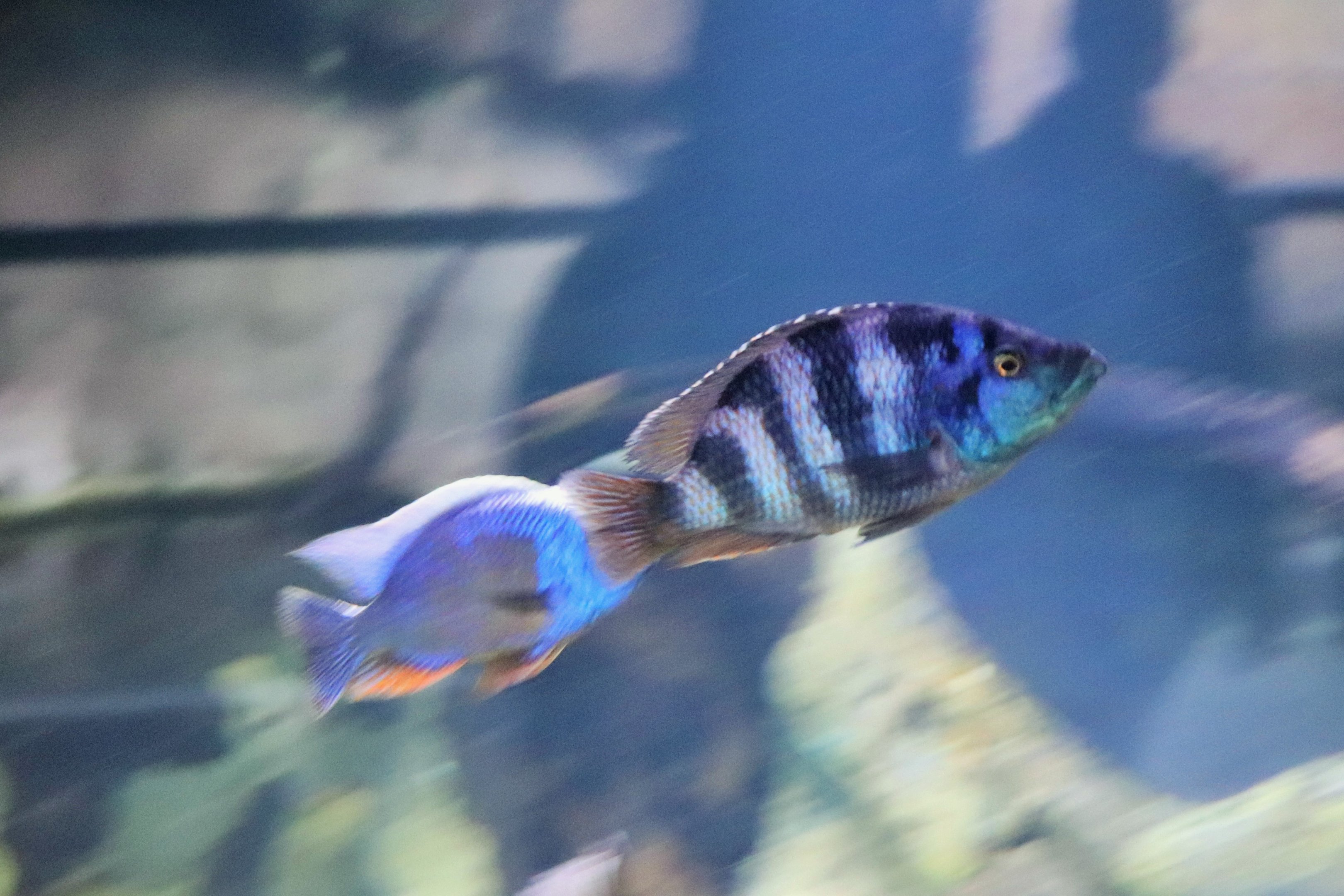 Cichlid ID?