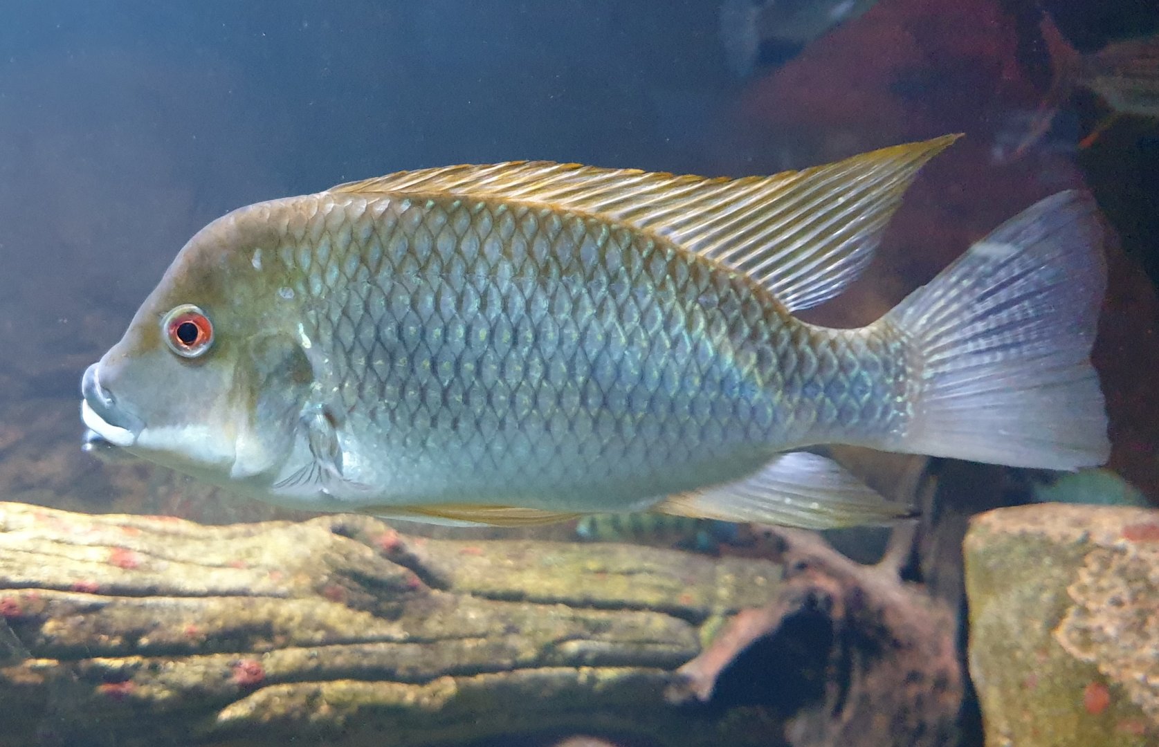 Cichlid ID
