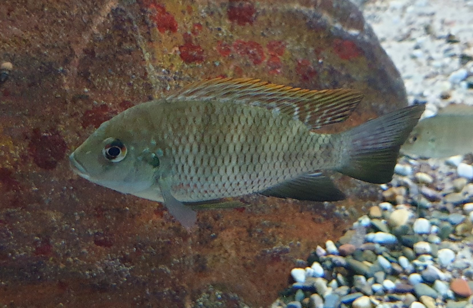 Cichlid ID