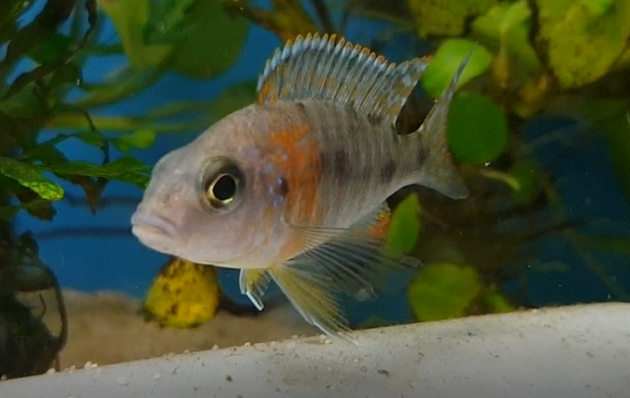 Cichlid ID