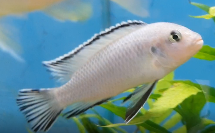 Cichlid ID
