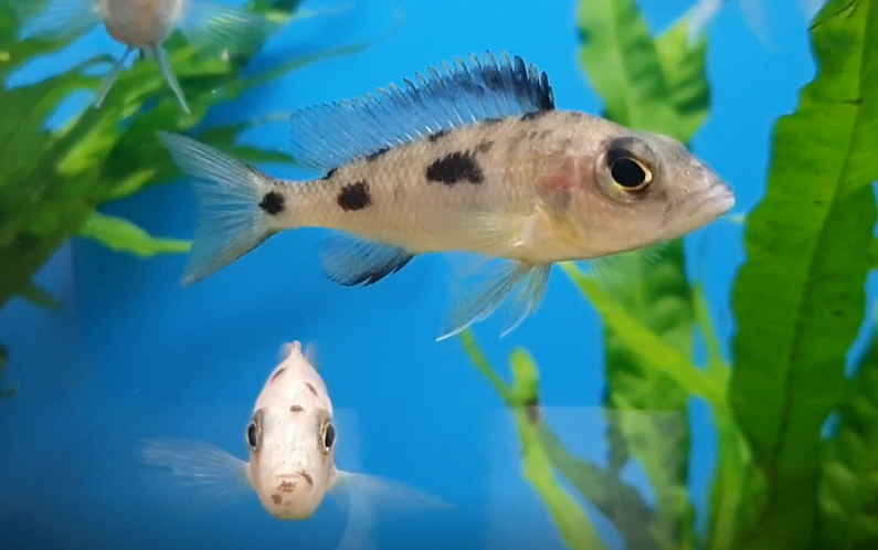 Cichlid ID
