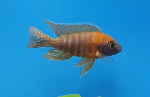 Cichlid ID