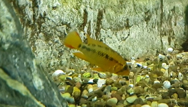 Cichlid ID