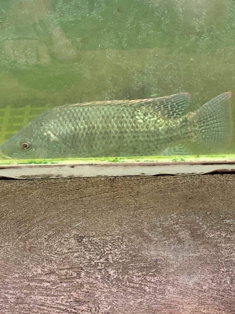 Cichlid ID?