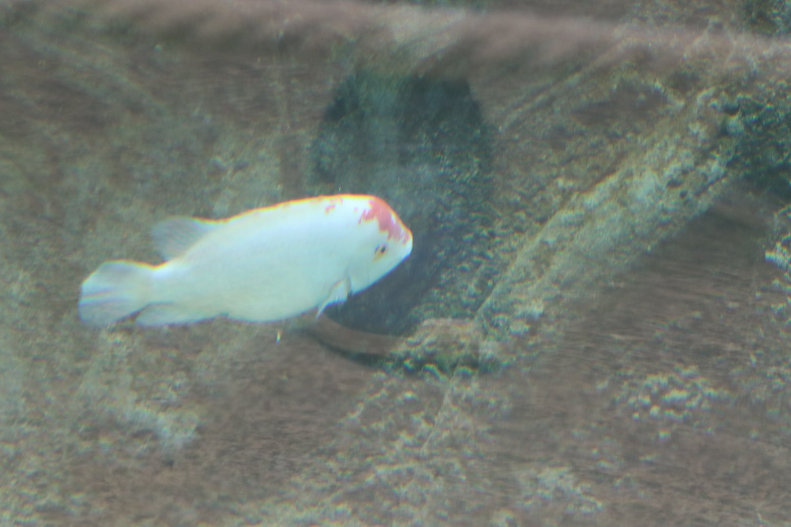 Cichlid ID
