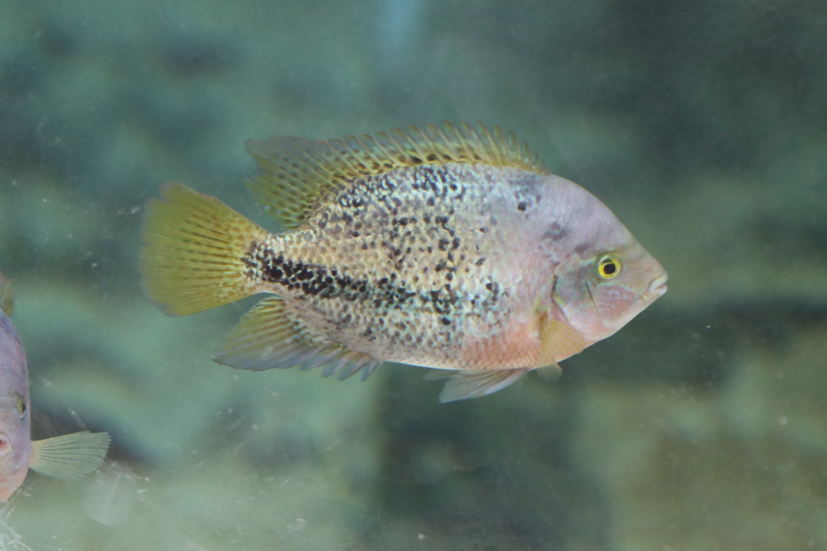 Cichlid ID