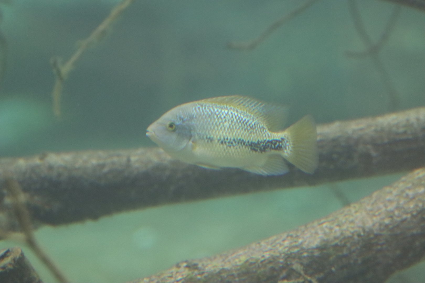 Cichlid ID