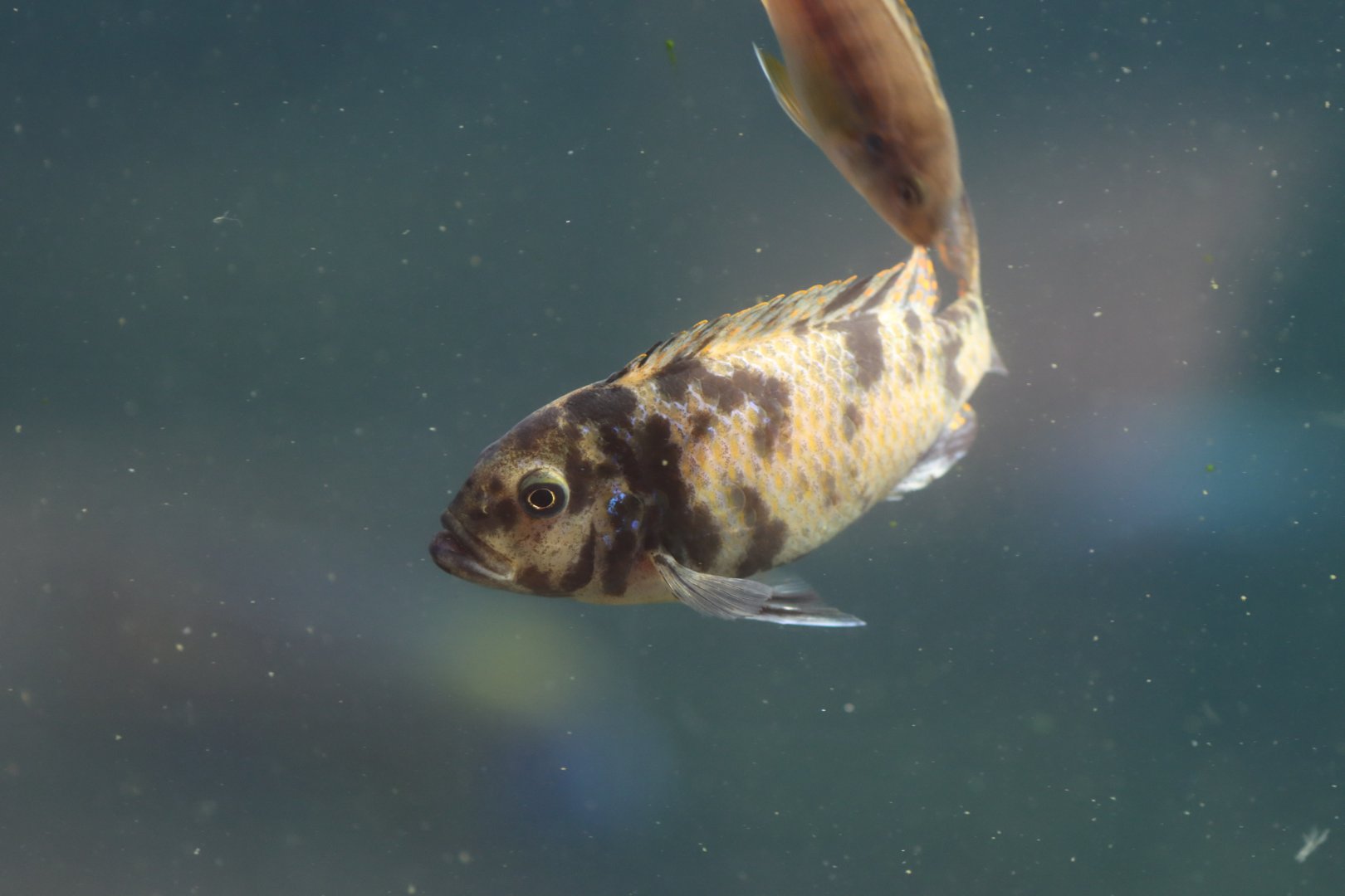 Cichlid ID