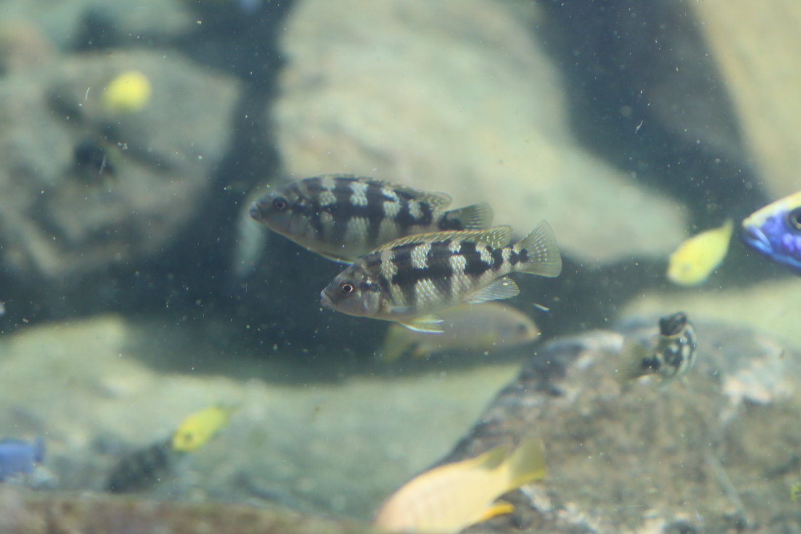 Cichlid ID