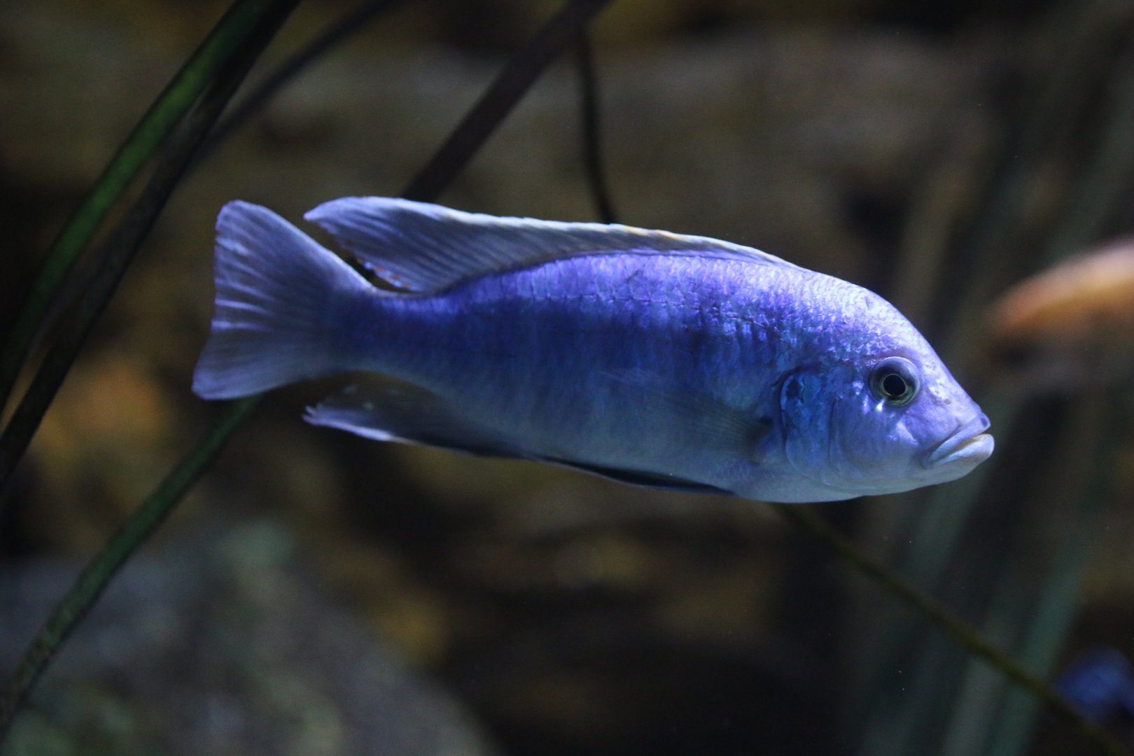 Cichlid ID