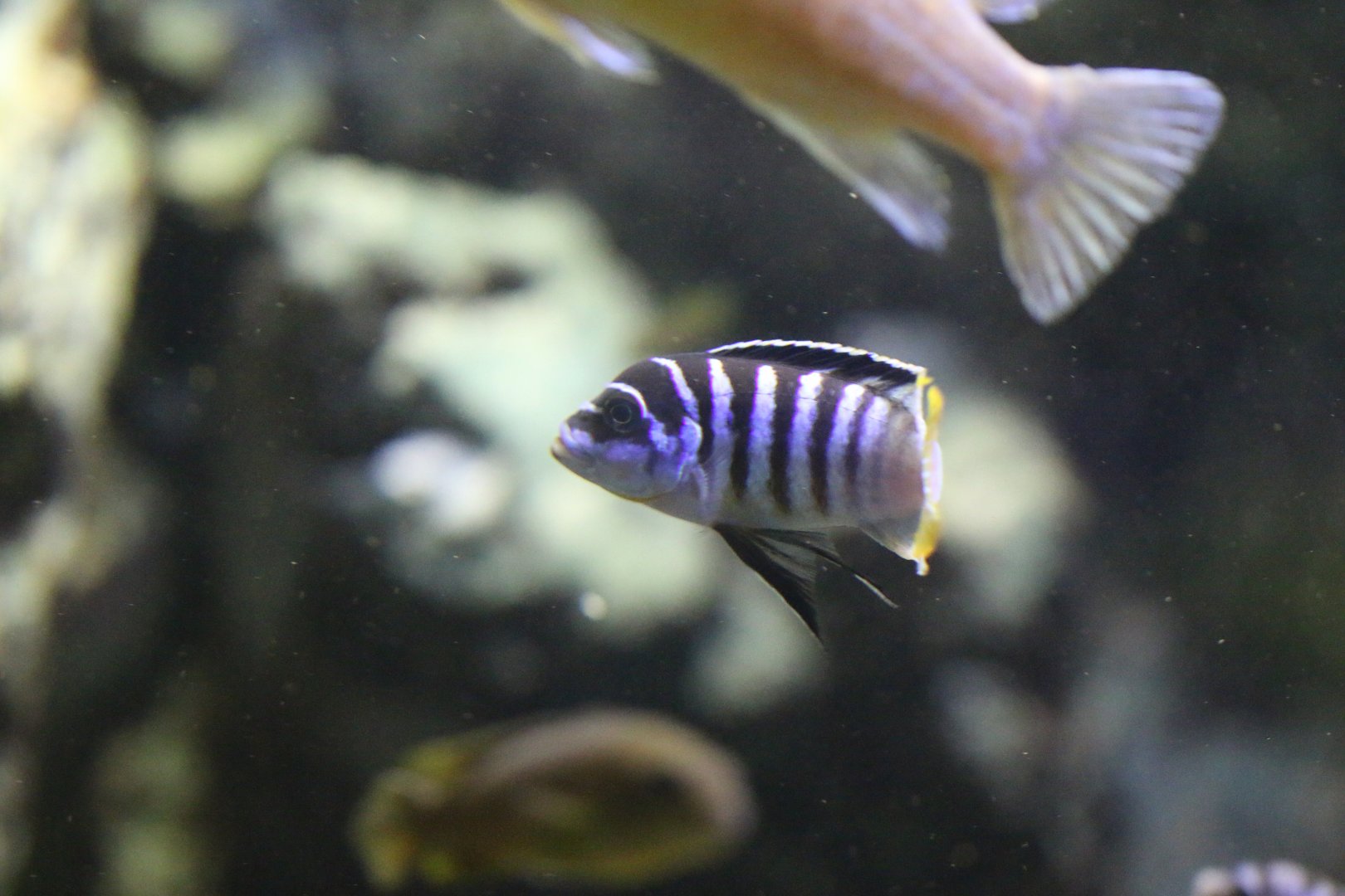 Cichlid ID