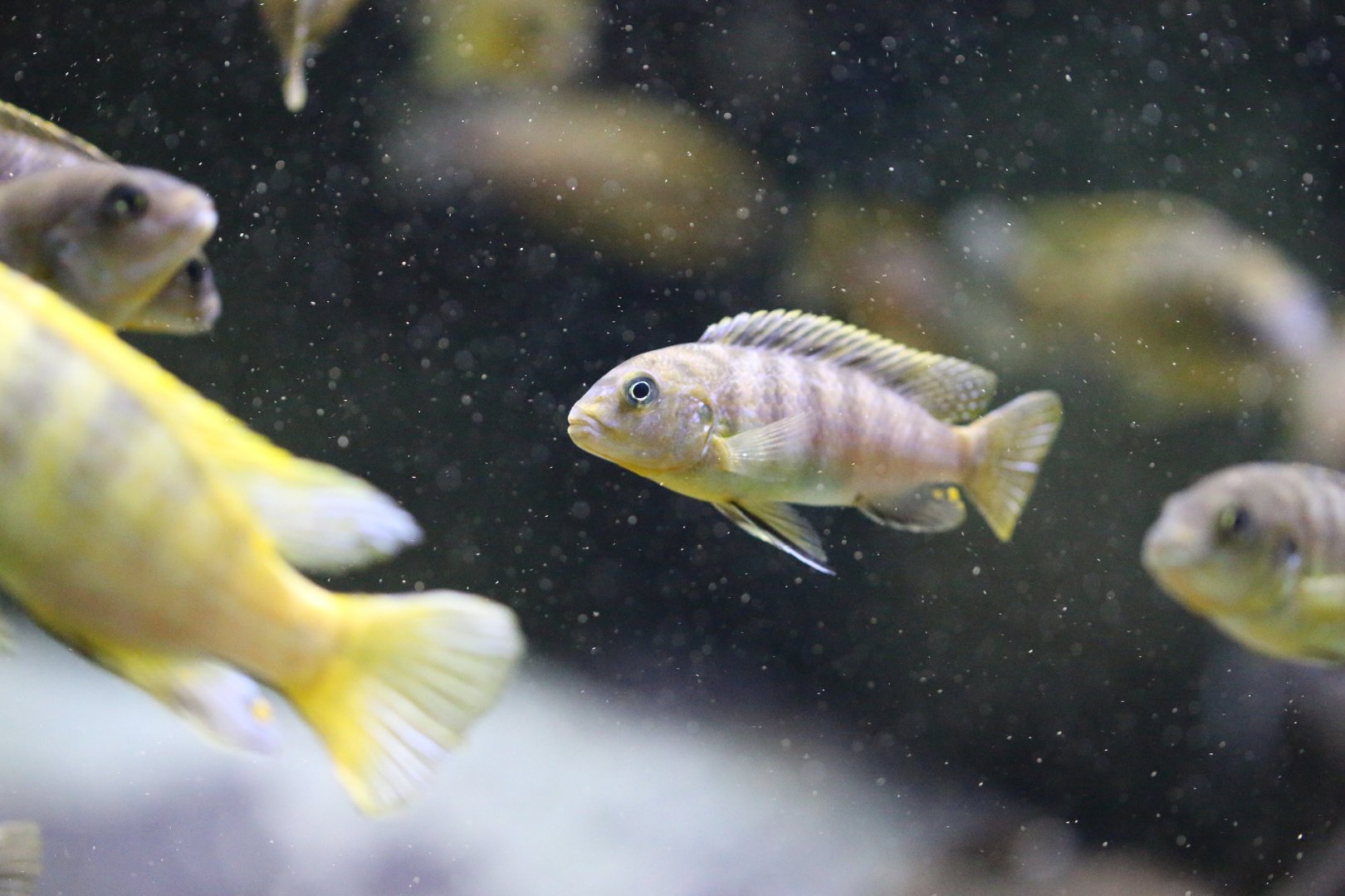 Cichlid ID