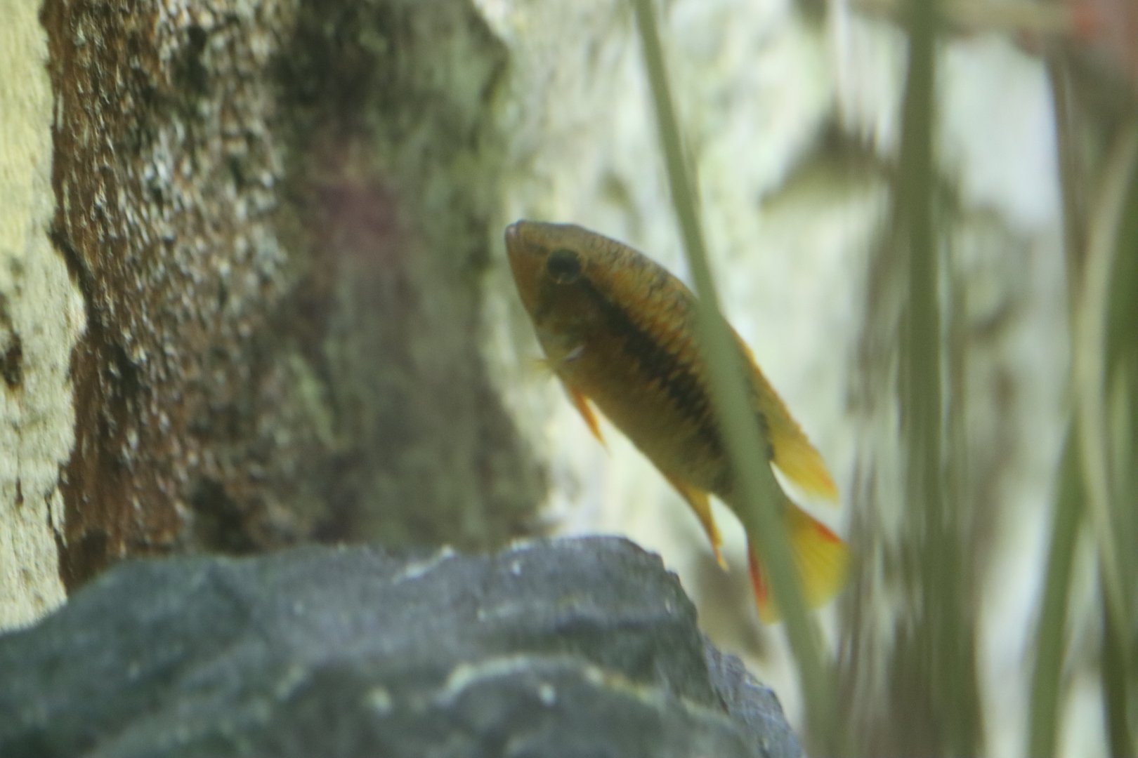 Cichlid ID