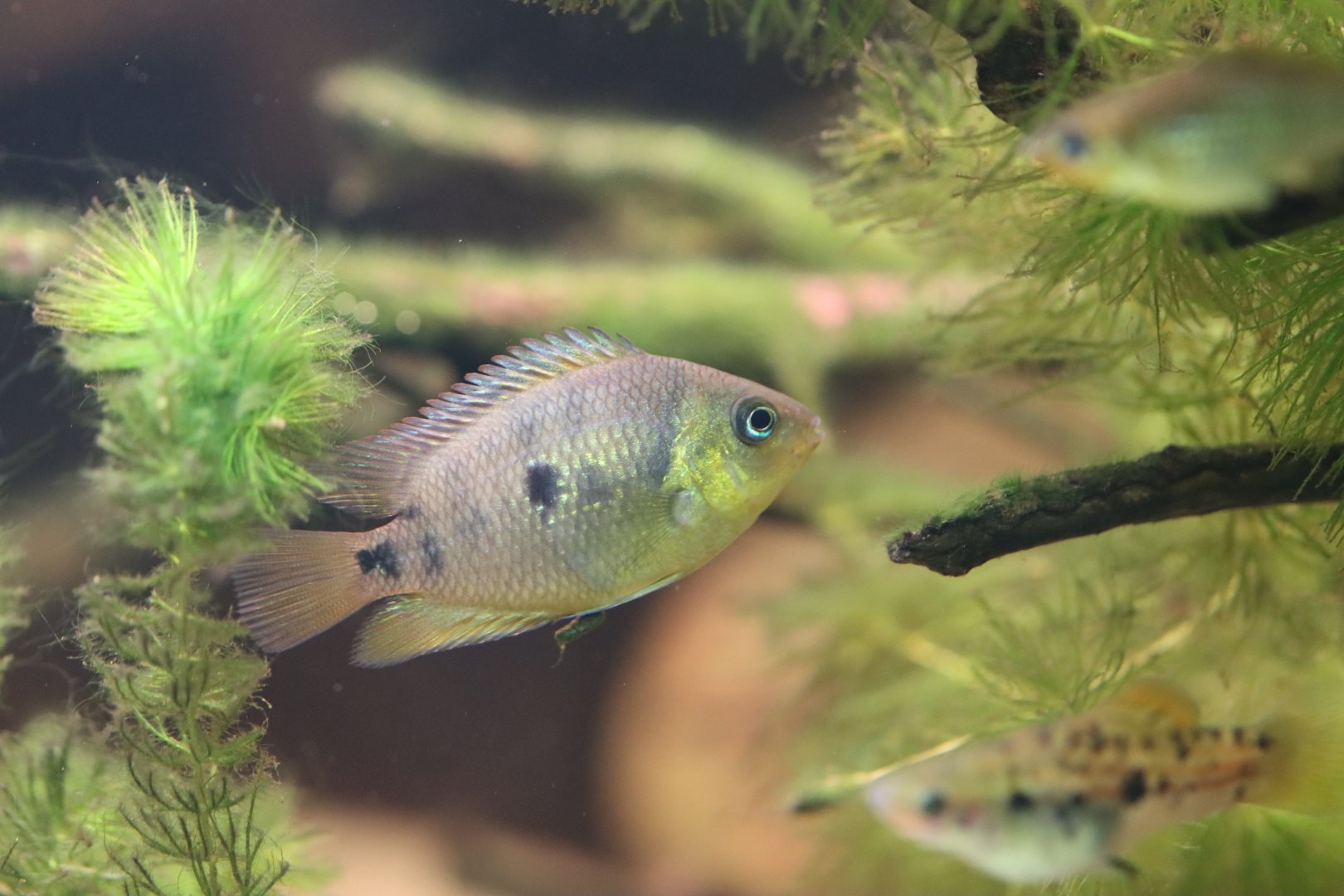 Cichlid ID